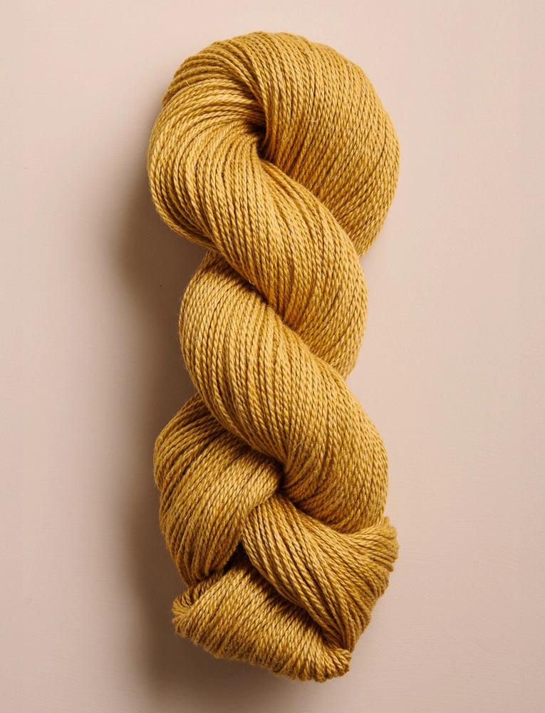 Santolina in Golden Pollen