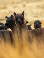 Simply Alpaca