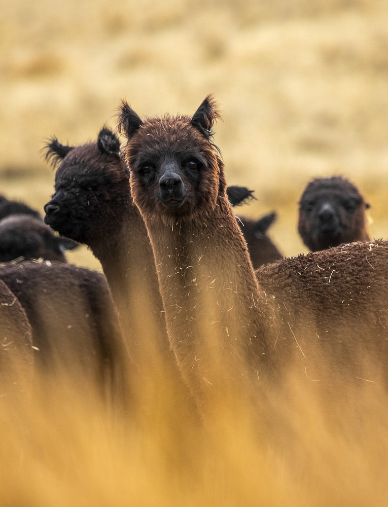 Simply Alpaca
