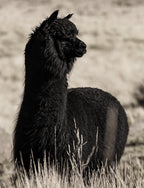 Simply Alpaca
