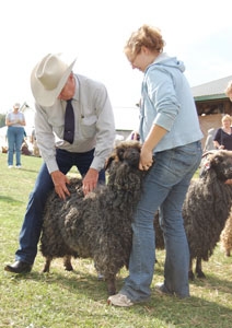 Journey to the Source – Rhinebeck Sheep and Wool Festival | Purl Soho