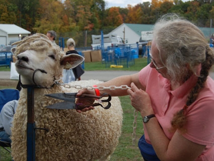 Journey to the Source – Rhinebeck Sheep and Wool Festival | Purl Soho