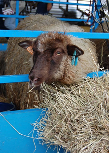 Journey to the Source – Rhinebeck Sheep and Wool Festival | Purl Soho