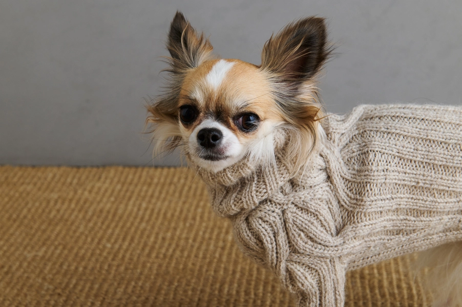 Sole Salvo For Purl Soho: Botanical Yoke Dog Sweater | Purl Soho