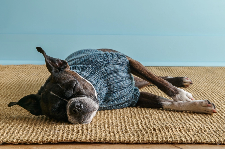 Sole Salvo For Purl Soho: Lucky Dog Sweater in Daily Wool | Purl Soho