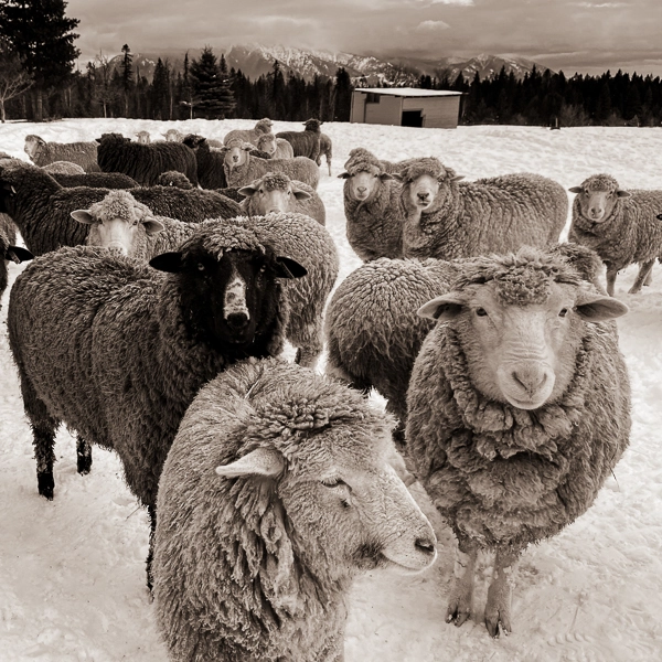 Wool Standard Hat | Purl Soho