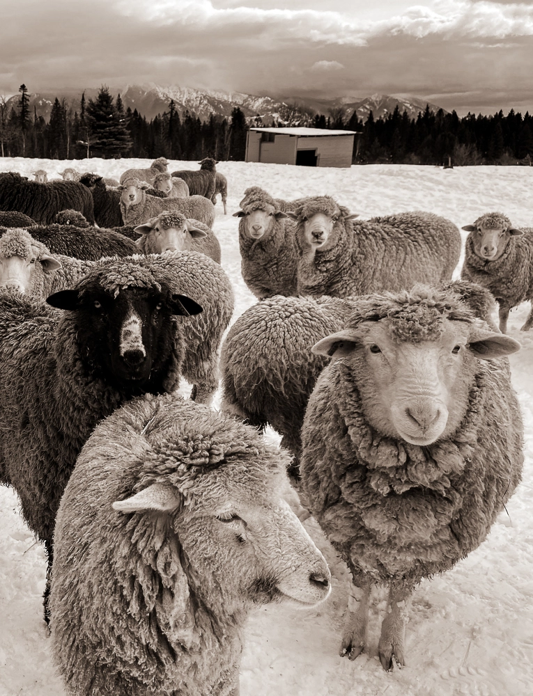 Big Mountain Cormo Worsted