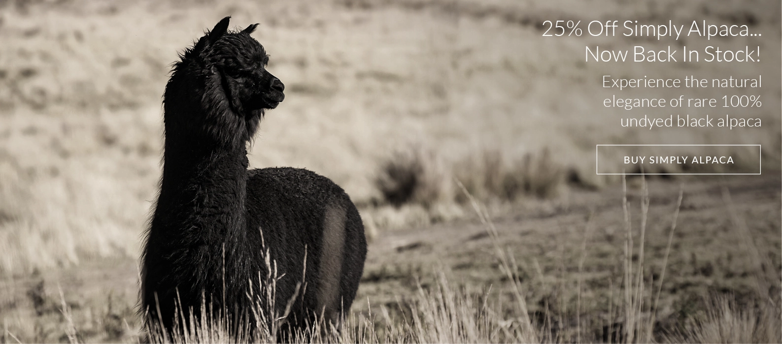 Experience the natural elegance of rare undyed black alpaca yarn with 25% off Simply Alpaca!